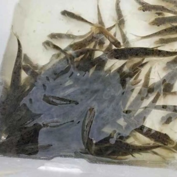 花骨鱼苗，产地直发，品质保证，欢迎选购，可视频看货