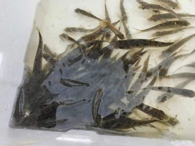 花骨鱼苗，产地直发，品质保证，欢迎选购，可视频看货