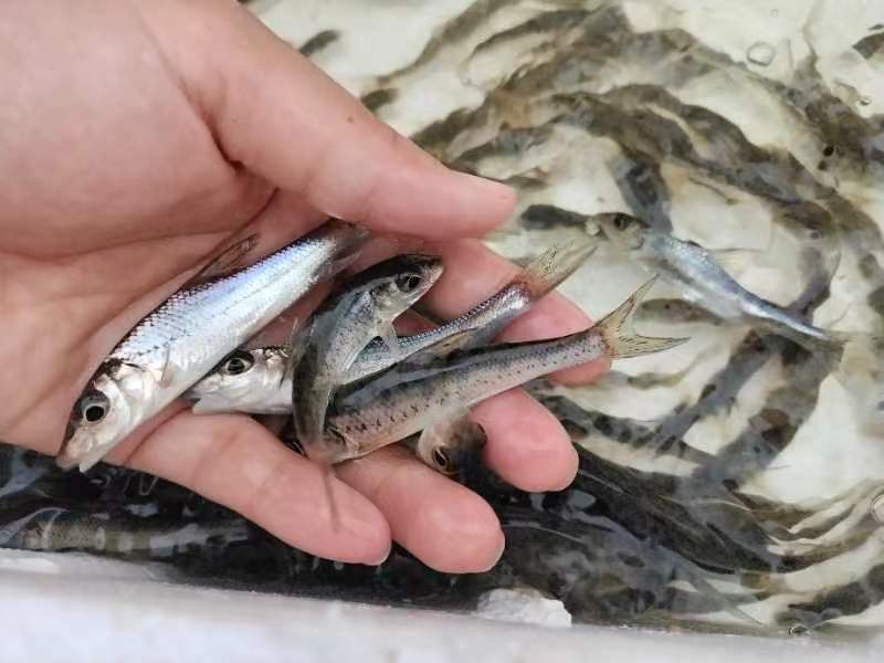 花骨鱼苗，产地直发，品质保证，欢迎选购，可视频看货