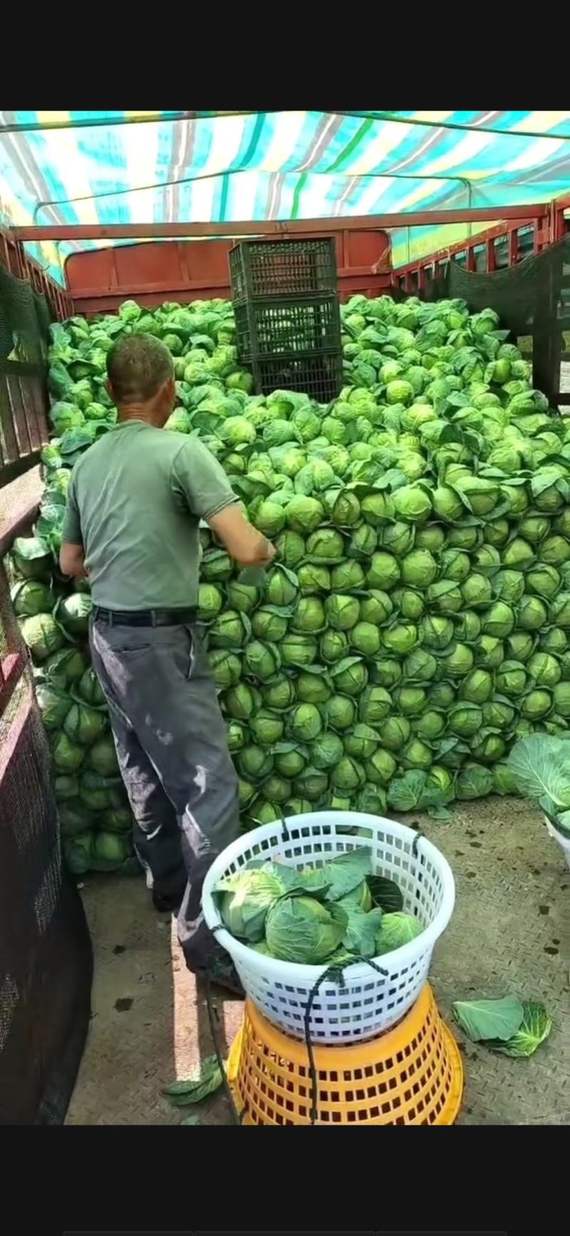 福建漳浦精品甘蓝中甘视频看货产地直发全国发货
