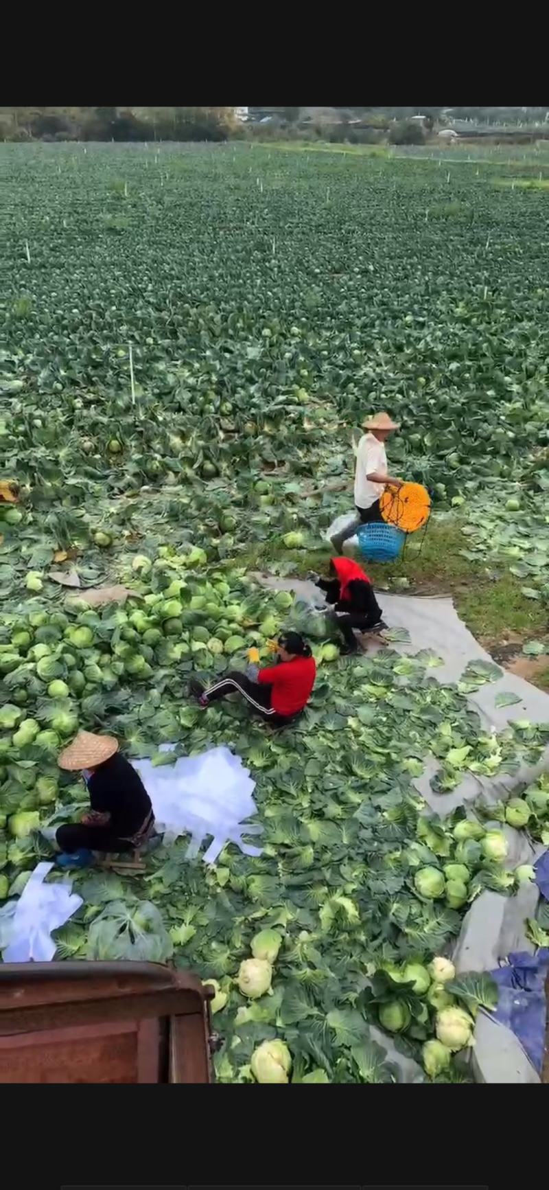 福建漳浦精品甘蓝中甘视频看货产地直发全国发货