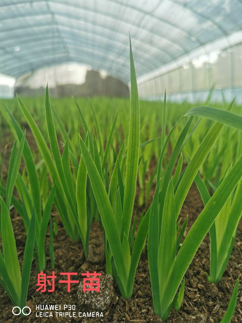 [精品]四川射干种苗千亩基地直发一手货源可实地考察