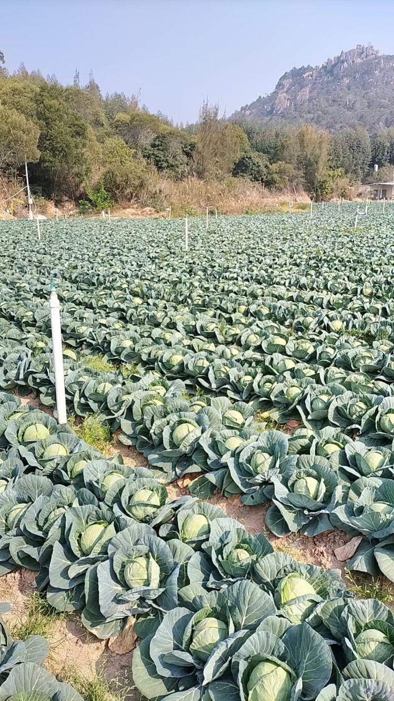 福建漳浦精品甘蓝中甘视频看货产地直发全国发货