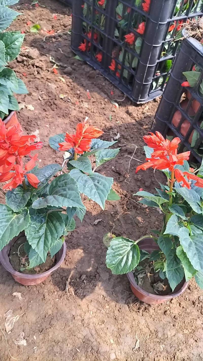 一串红