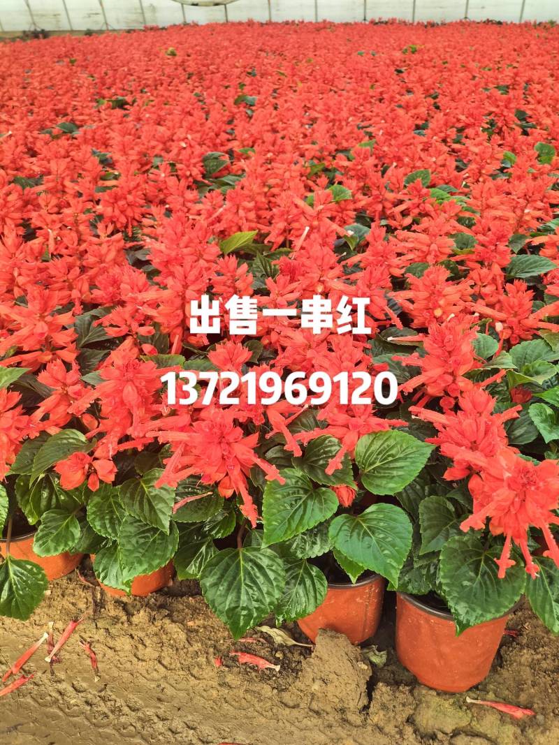 一串红