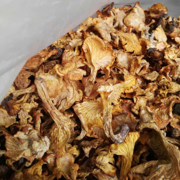 鸡油菌野生鸡油菌