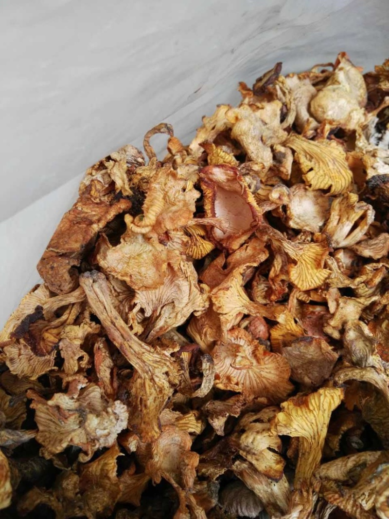 鸡油菌野生鸡油菌