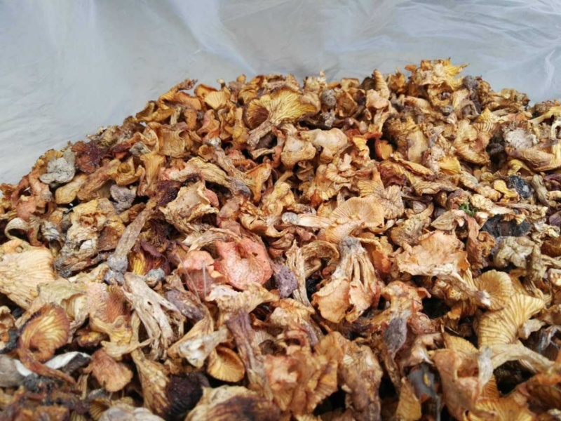 鸡油菌野生鸡油菌