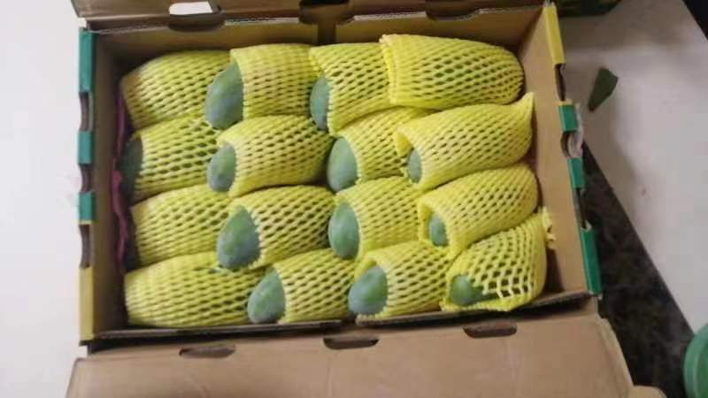 展示贵妃芒在泡沫网套中整齐排列,准备打包运输 贵妃芒运输包装示意图