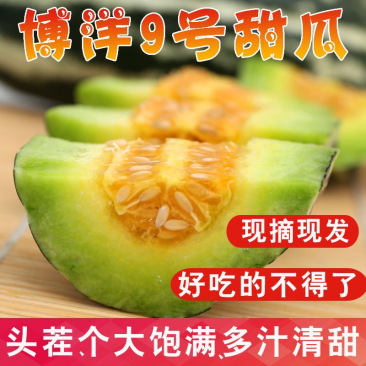【精品】河北博洋甜瓜头茬精品大量供货中个大饱满欢迎来电