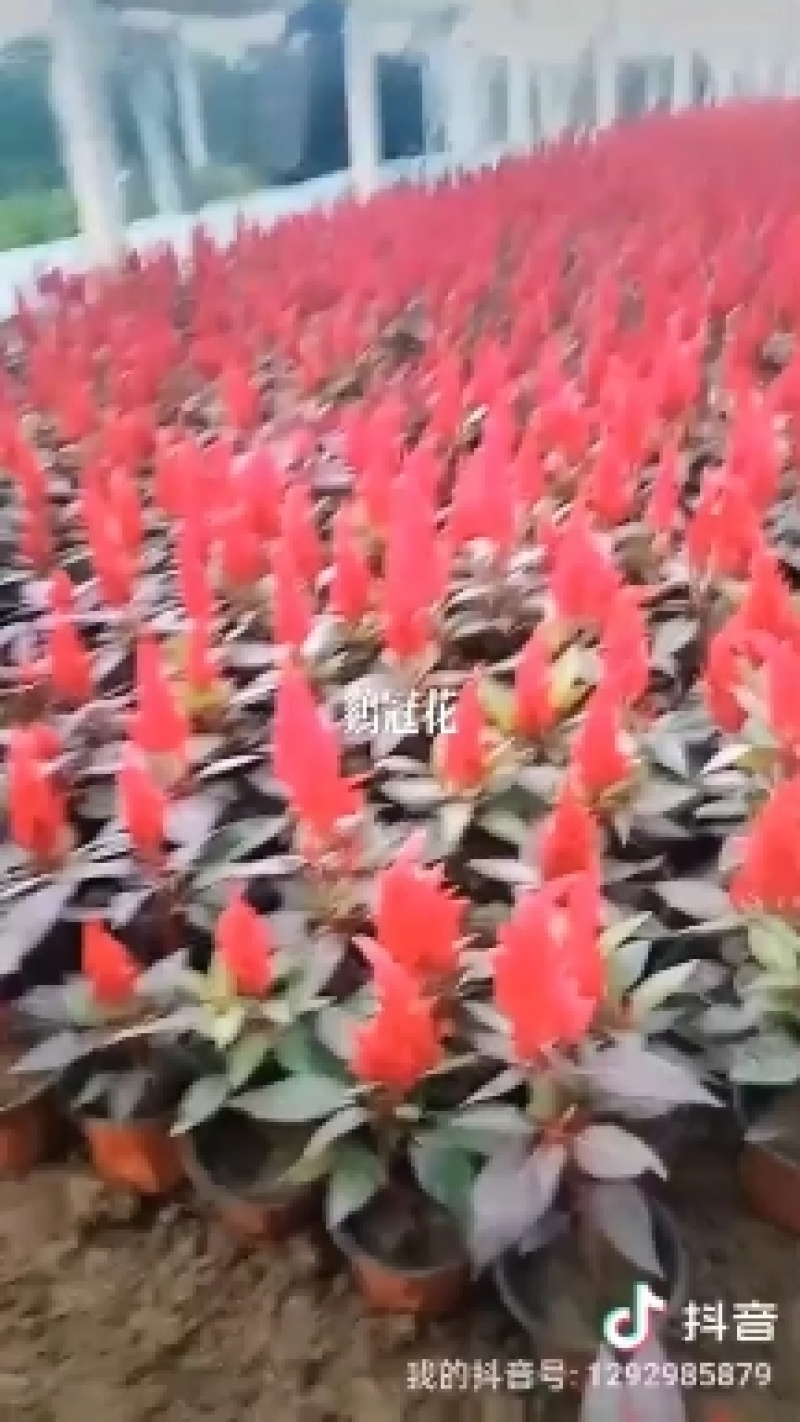 鸡冠花，绿叶一枝笔，红叶一枝笔，基地大量现货，一手货源