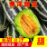 河北博洋九博洋91大量现货供应品种多样一手货源代发