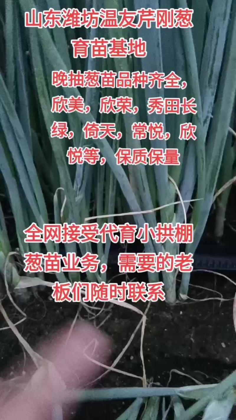 基地直供铁杆刚葱苗，品种齐全，保质保量葱苗抗涝耐热产量高