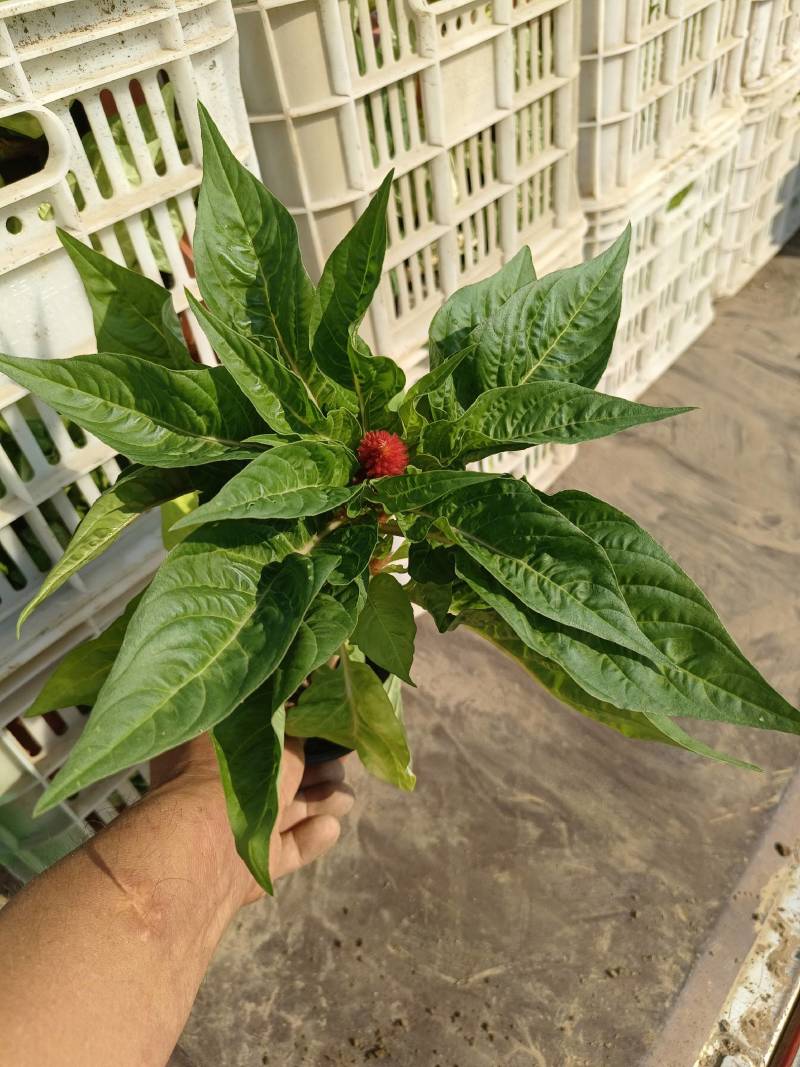 世纪红鸡冠花