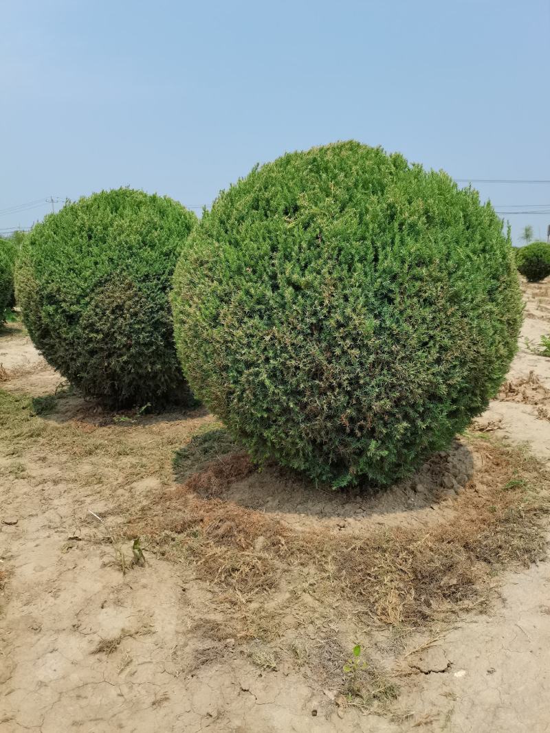 望都塔桧，桧柏造型
