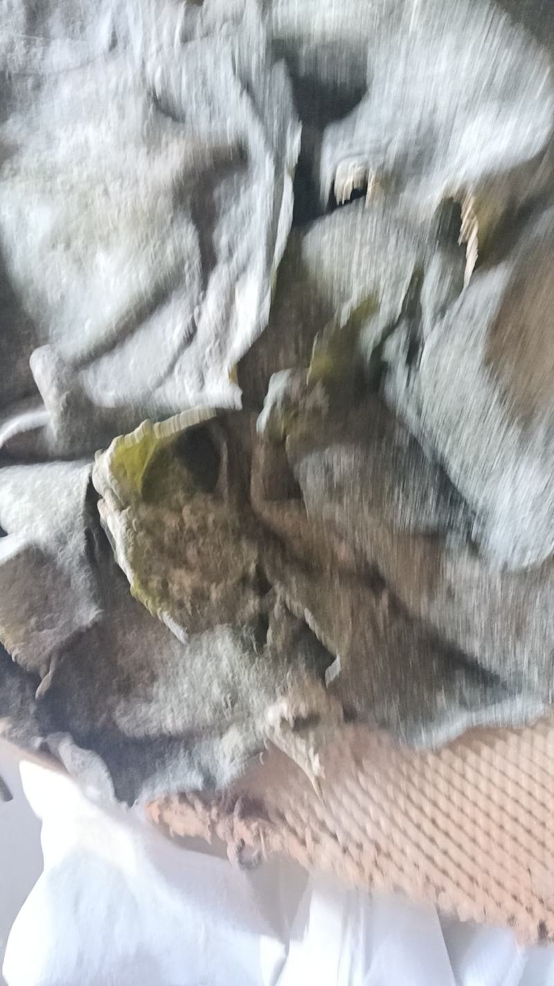 半干盐渍海带头有瑕疵山东发货，厂家处理