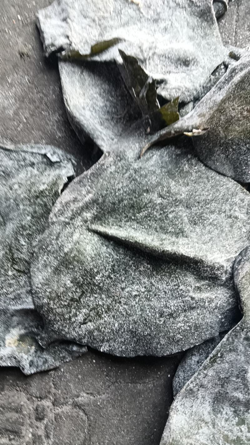 半干盐渍海带头有瑕疵山东发货，厂家处理