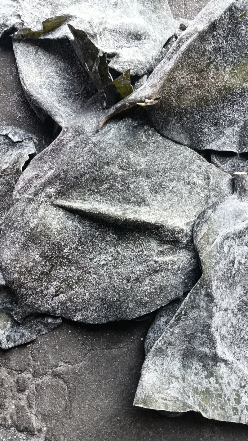半干盐渍海带头有瑕疵山东发货，厂家处理