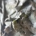 半干盐渍海带头有瑕疵山东发货，厂家处理
