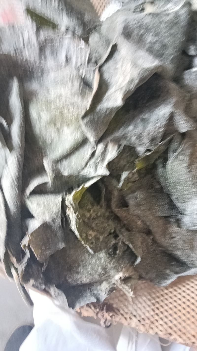 半干盐渍海带头有瑕疵山东发货，厂家处理