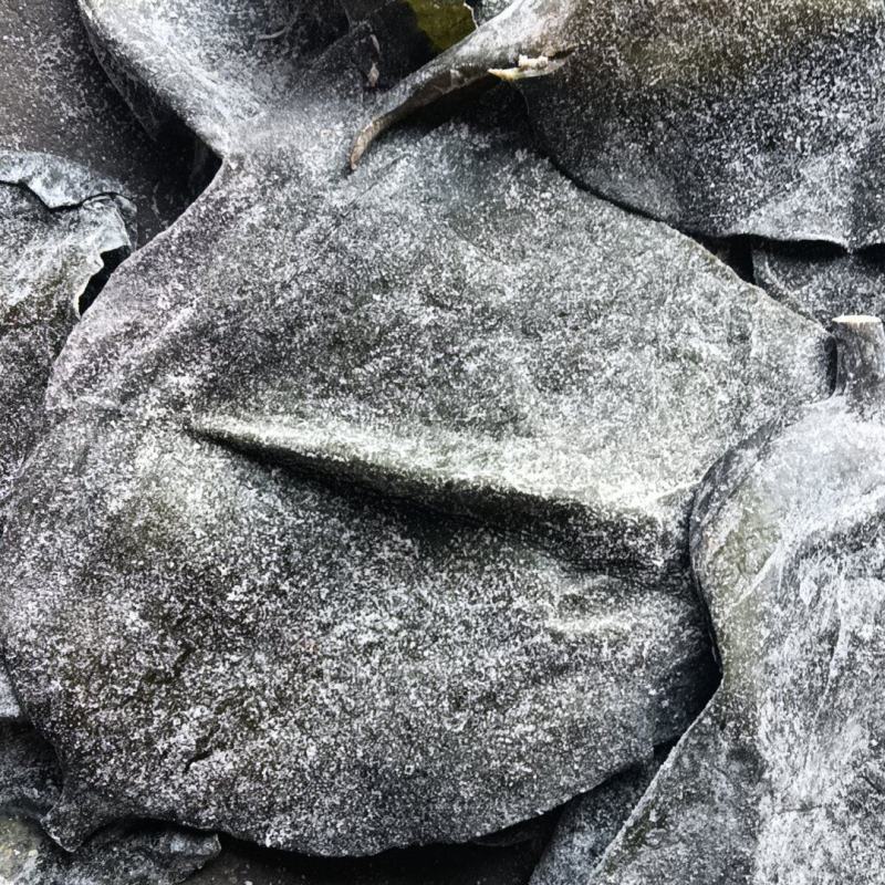 半干盐渍海带头有瑕疵山东发货，厂家处理