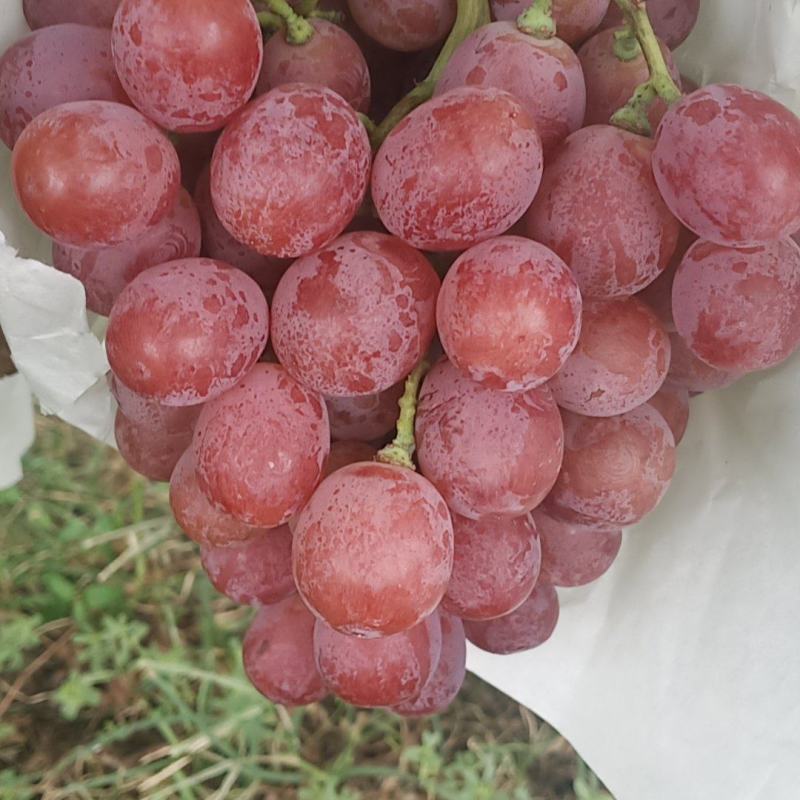 大量红提走货