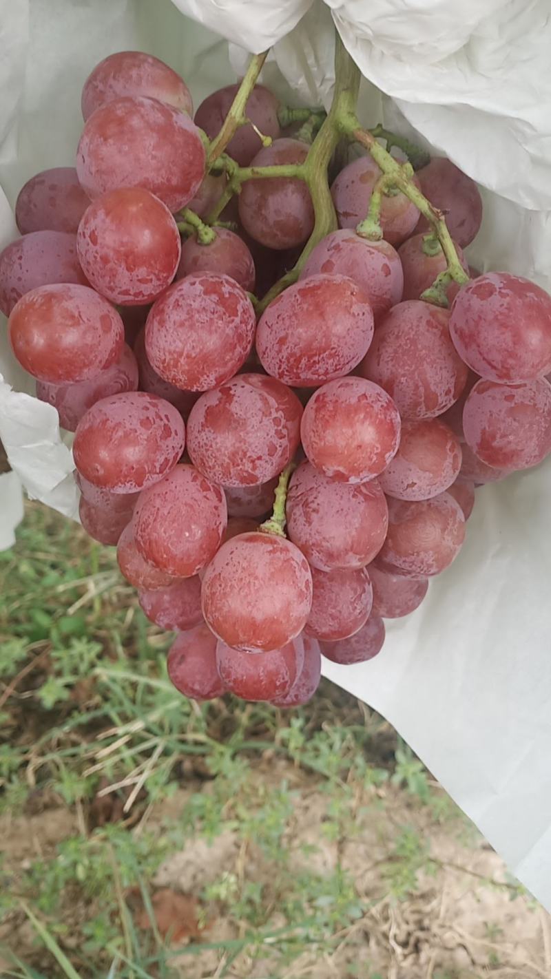 大量红提走货
