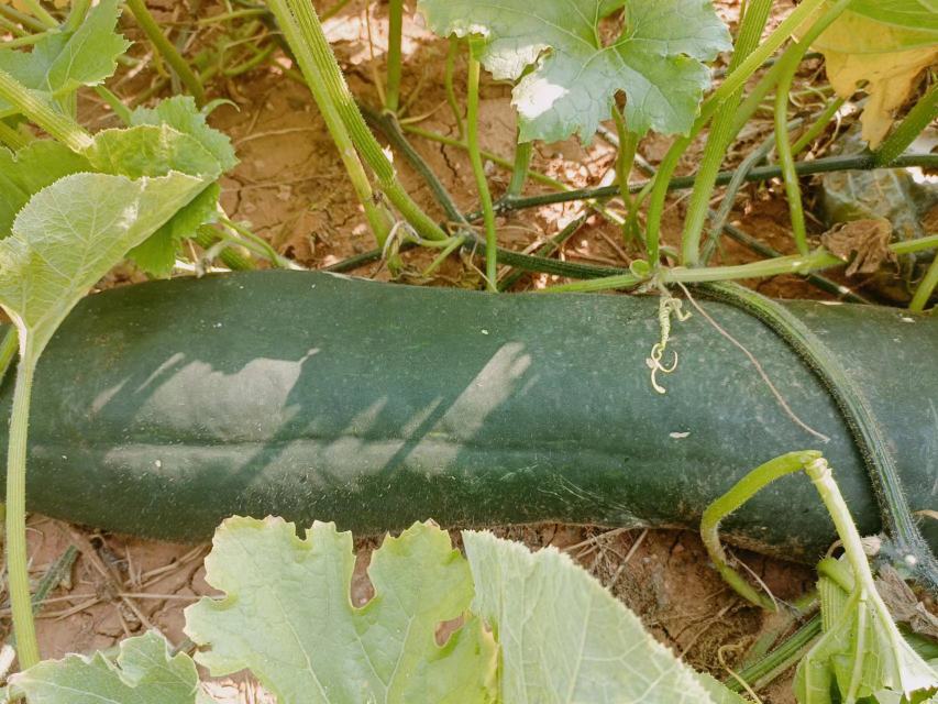 正在炒制中的蒜香黑皮冬瓜,锅中冒着热气,冬瓜片呈半透明状 蒜香黑皮冬瓜炒制过程