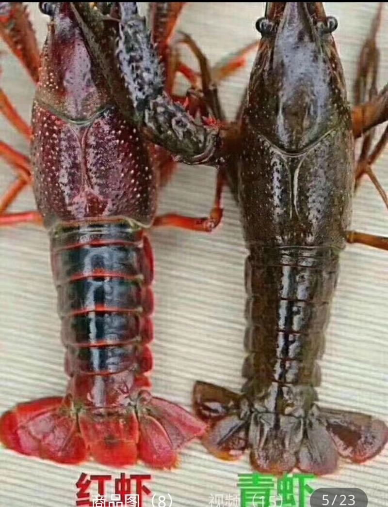 潜江小龙虾，湖北洪湖清水虾，全国直达包邮运输死包赔
