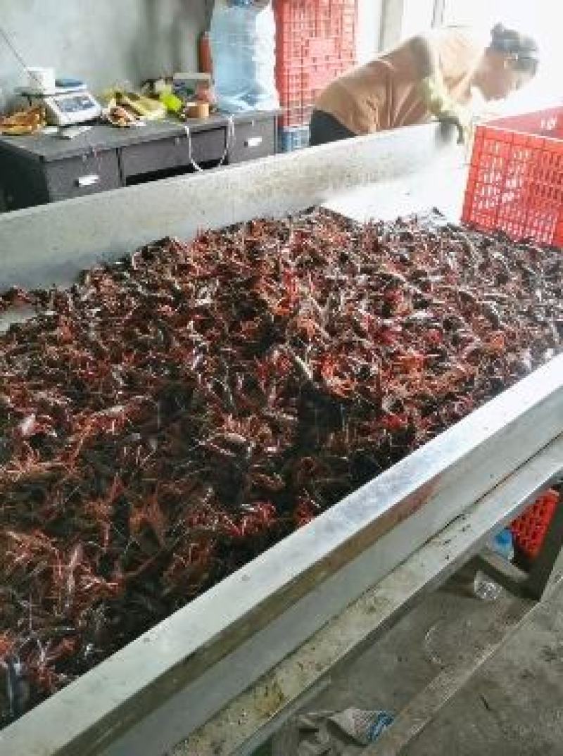 潜江小龙虾，湖北洪湖清水虾，全国直达包邮运输死包赔