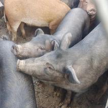 河北保定活猪整猪出货中对接全国市场养殖场直供热卖中