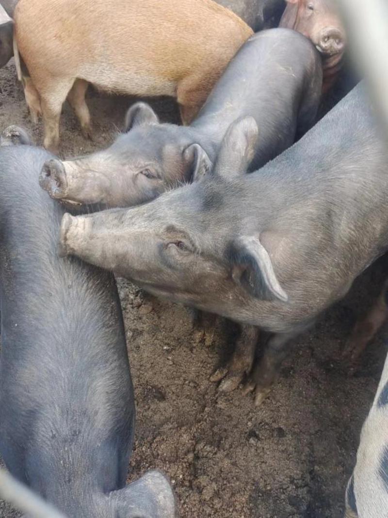 整猪活猪对接全国市场养殖场直供散养质量好对接全国热卖中