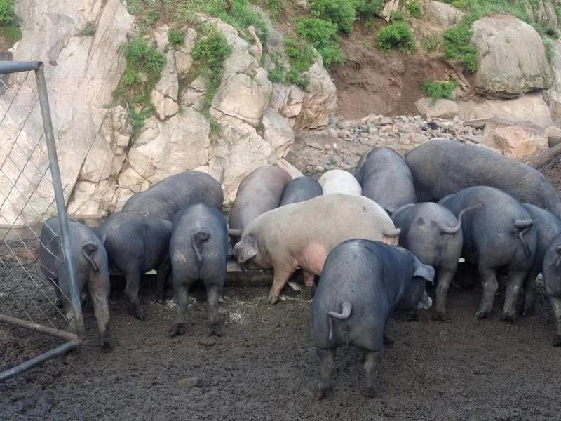 整猪活猪对接全国市场养殖场直供散养质量好对接全国热卖中