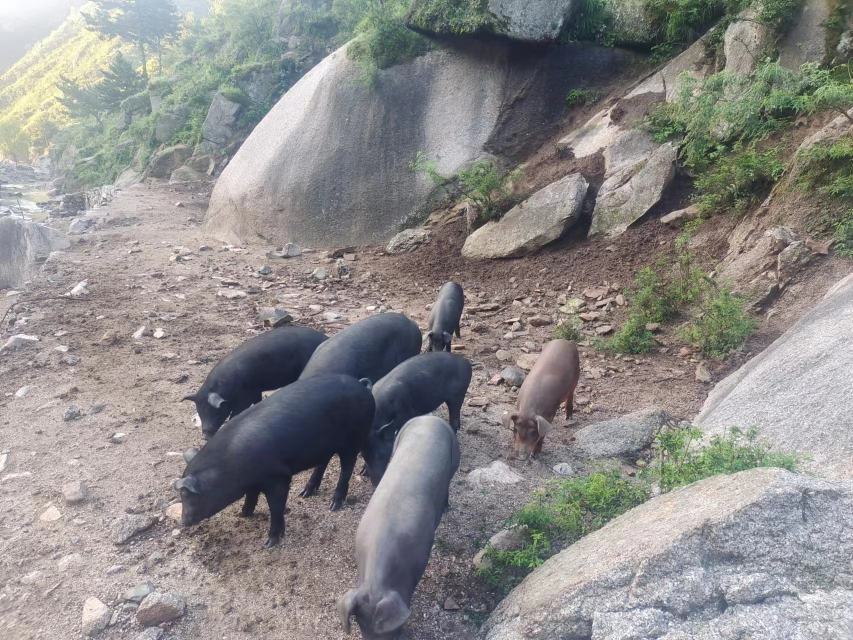 一群黑色毛发的恩施黑猪在山坡草地上自由觅食,背景为青山绿水,远处有农舍和树木,近处可见猪正在啃食红薯藤或野草,体现生态放养的真实场景,阳光洒落,画面自然和谐 恩施黑猪山地放养实景图