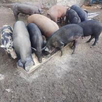 对接全国市场养殖场直供土猪货量充足欢迎采购热卖中
