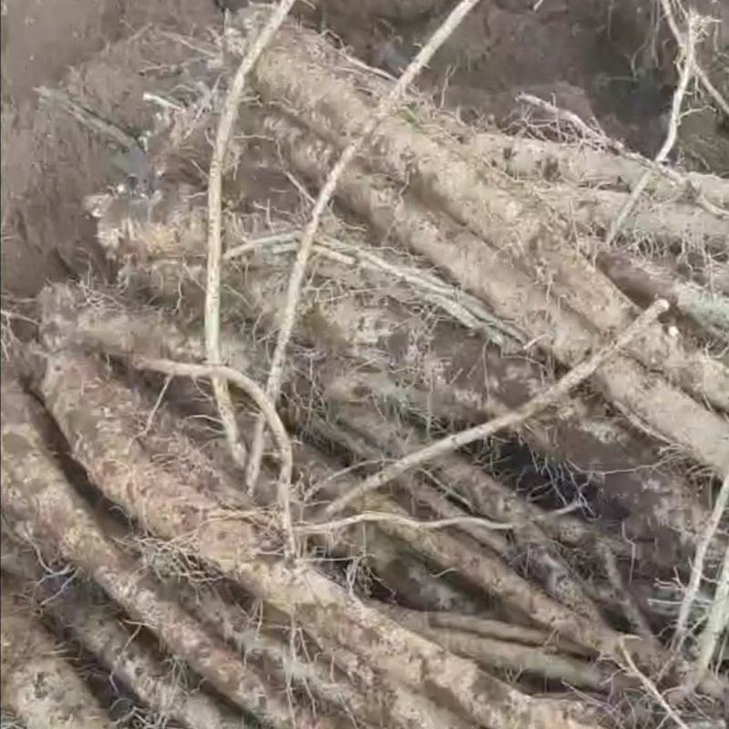 臭参