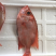 金线鱼规格齐全冰鲜批发一手货源有需欢迎致电