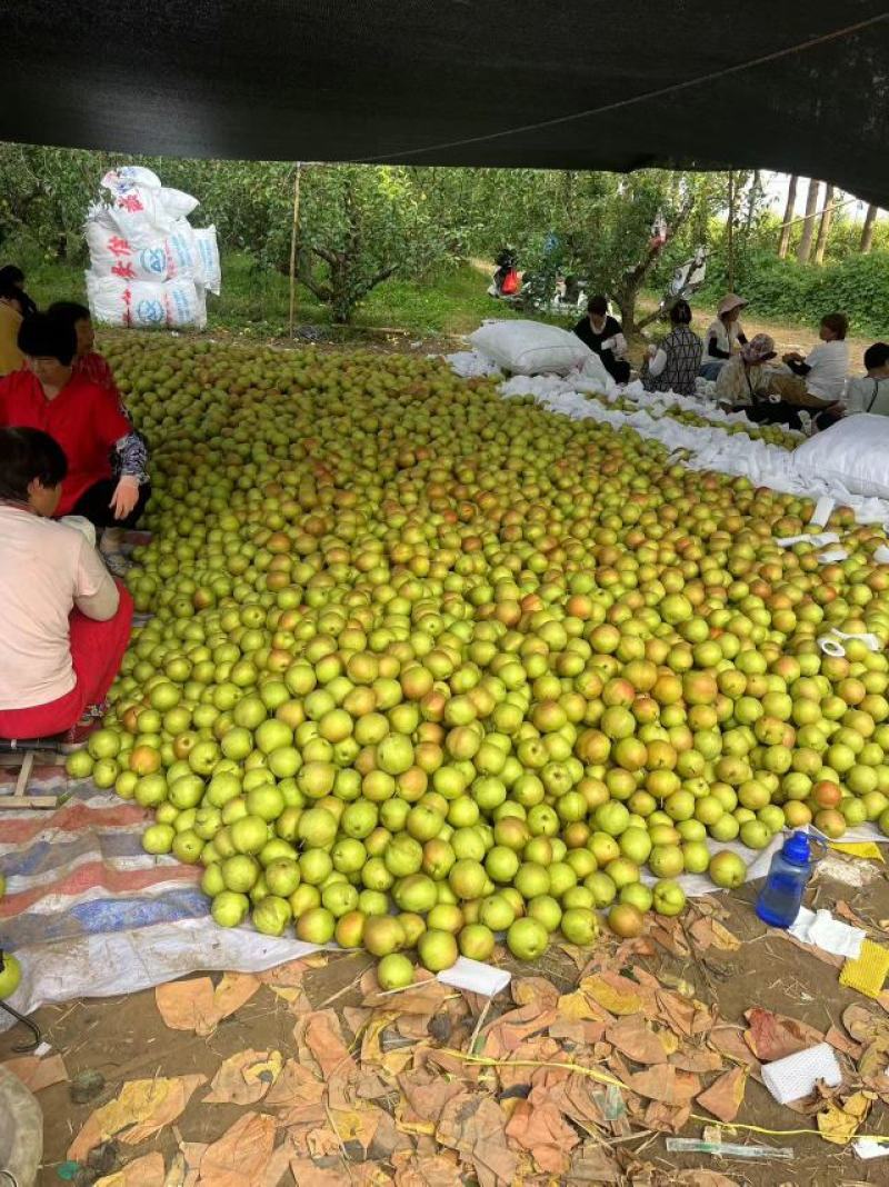 丹霞红梨安徽砀山产地直发果园现摘现发量大优惠