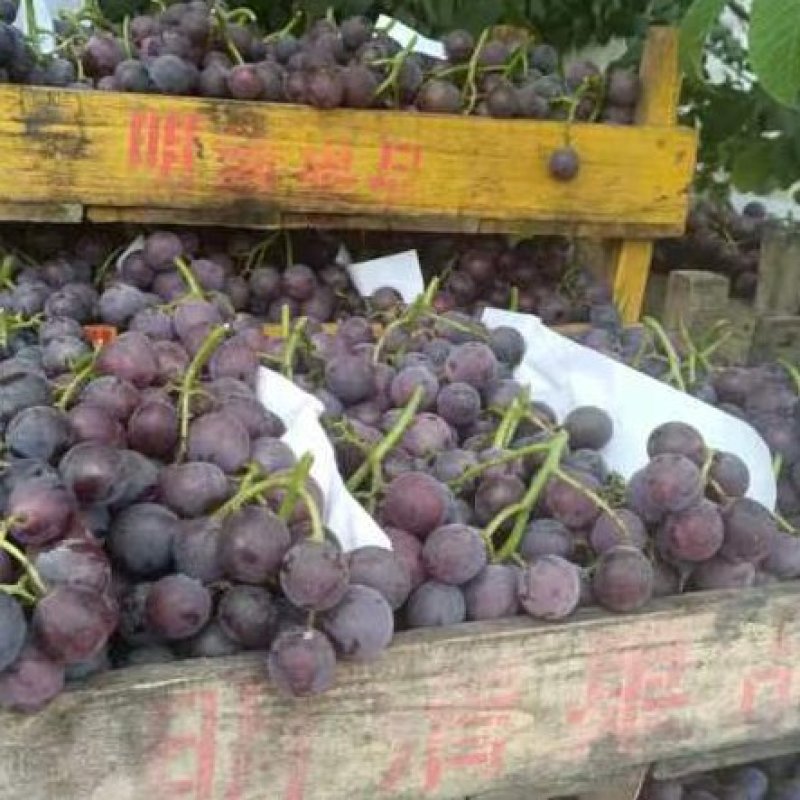 大量巨峰葡萄