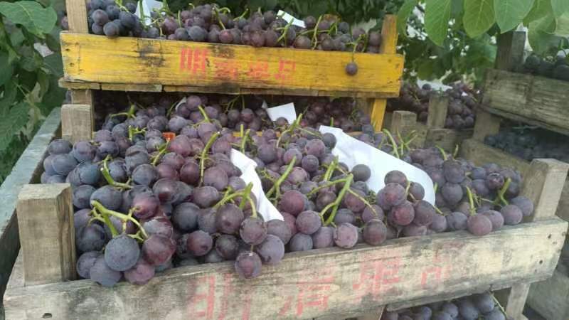大量巨峰葡萄