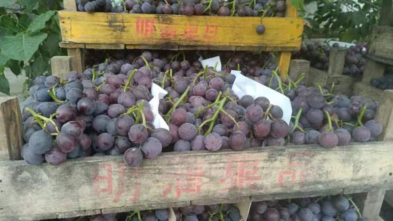 大量巨峰葡萄