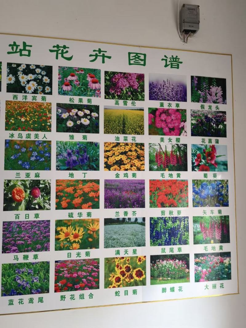 各种宿根草花，花竟植物