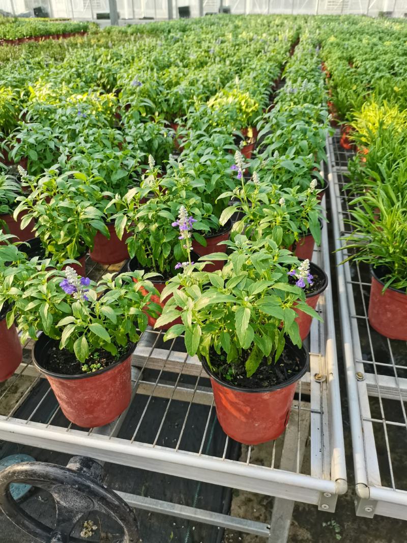各种宿根草花，花竟植物