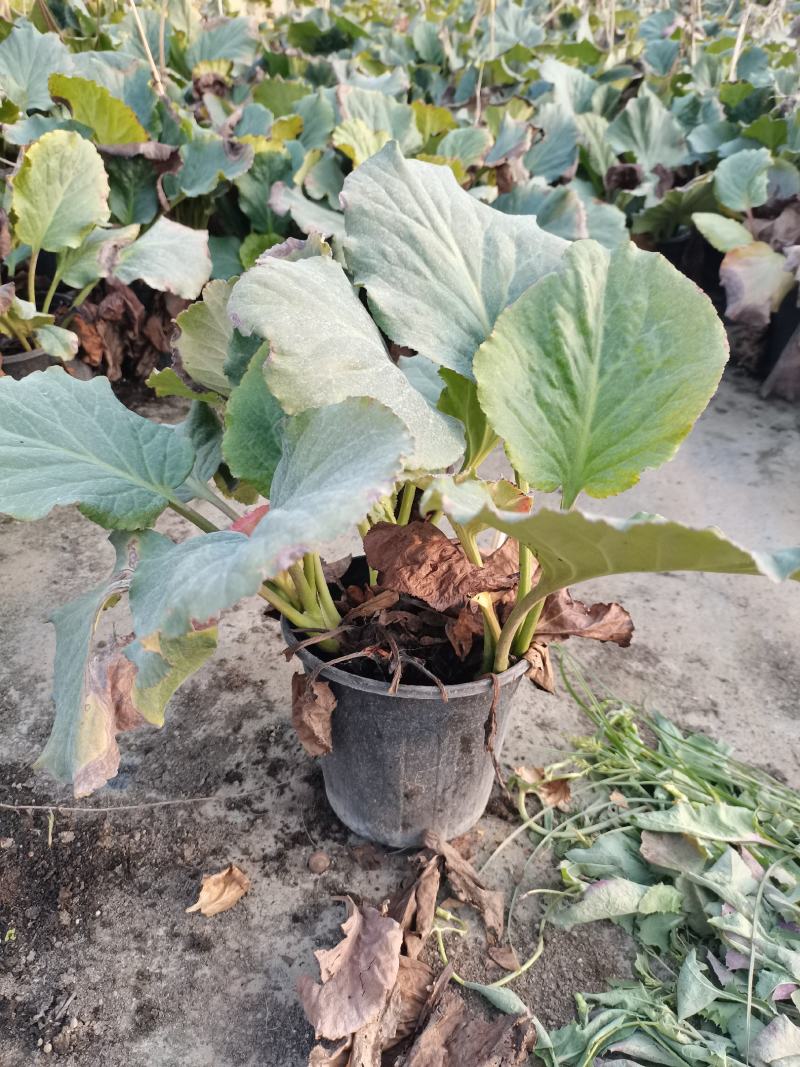 各种宿根草花，花竟植物