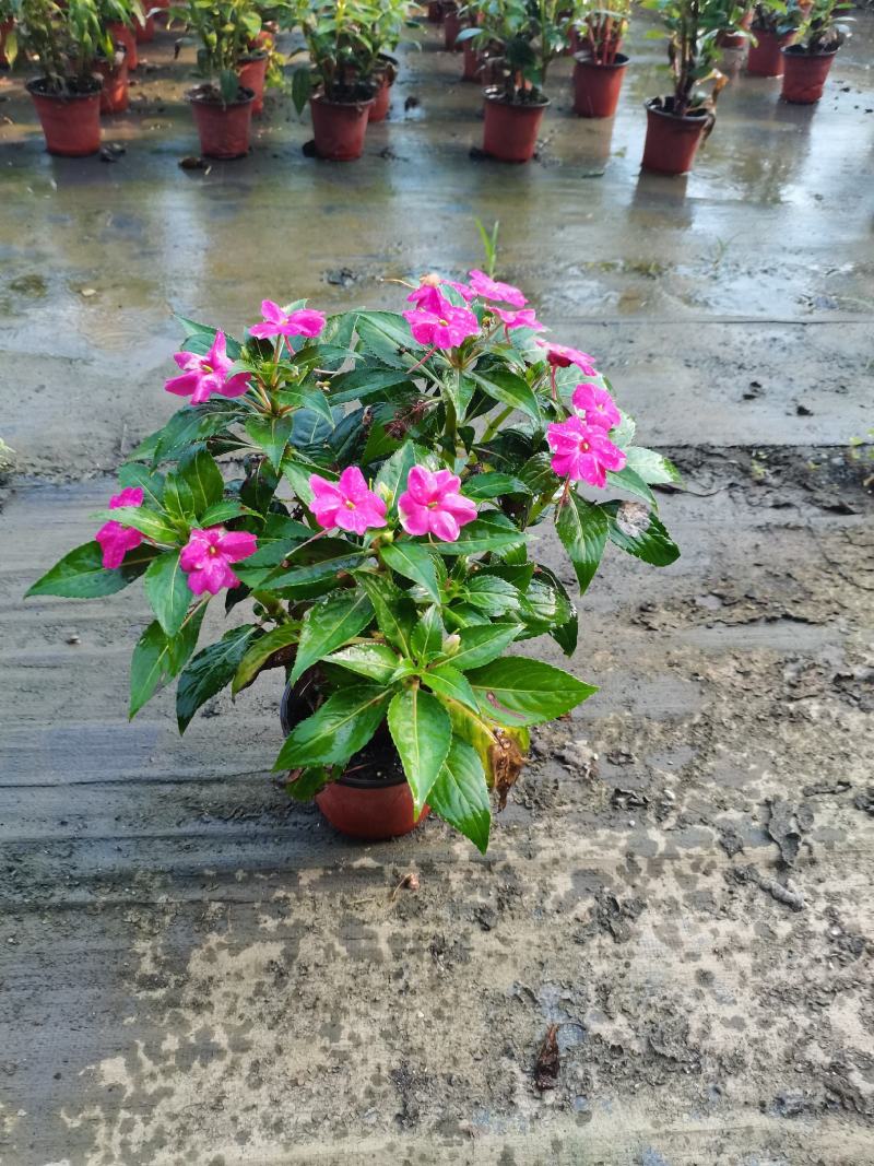 各种宿根草花，花竟植物