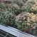 各种宿根草花，花竟植物