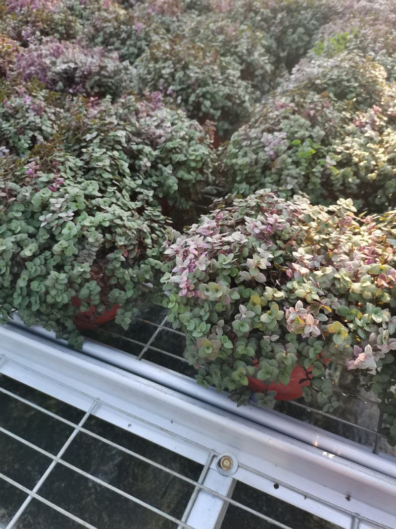 各种宿根草花，花竟植物