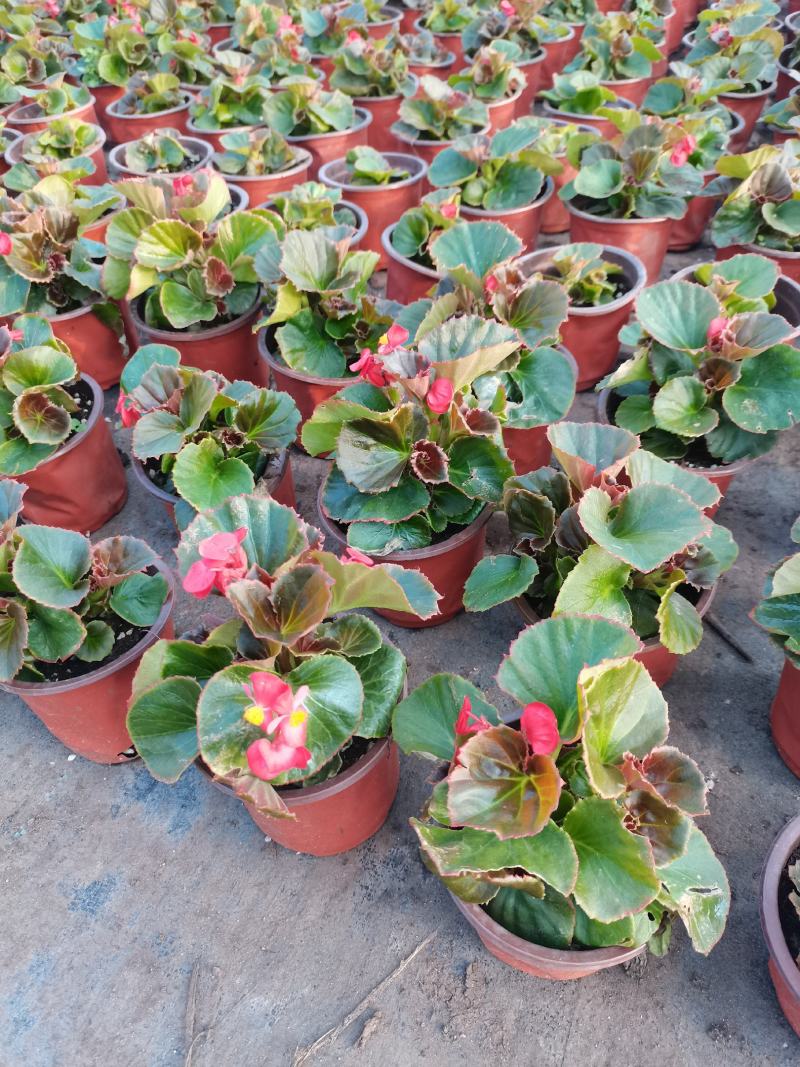 各种宿根草花，花竟植物