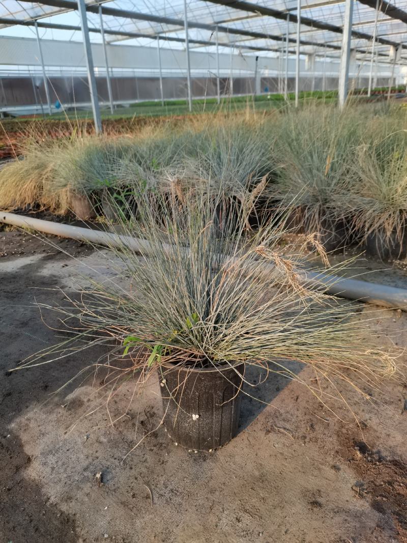 各种宿根草花，花竟植物