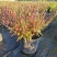各种宿根草花，花竟植物
